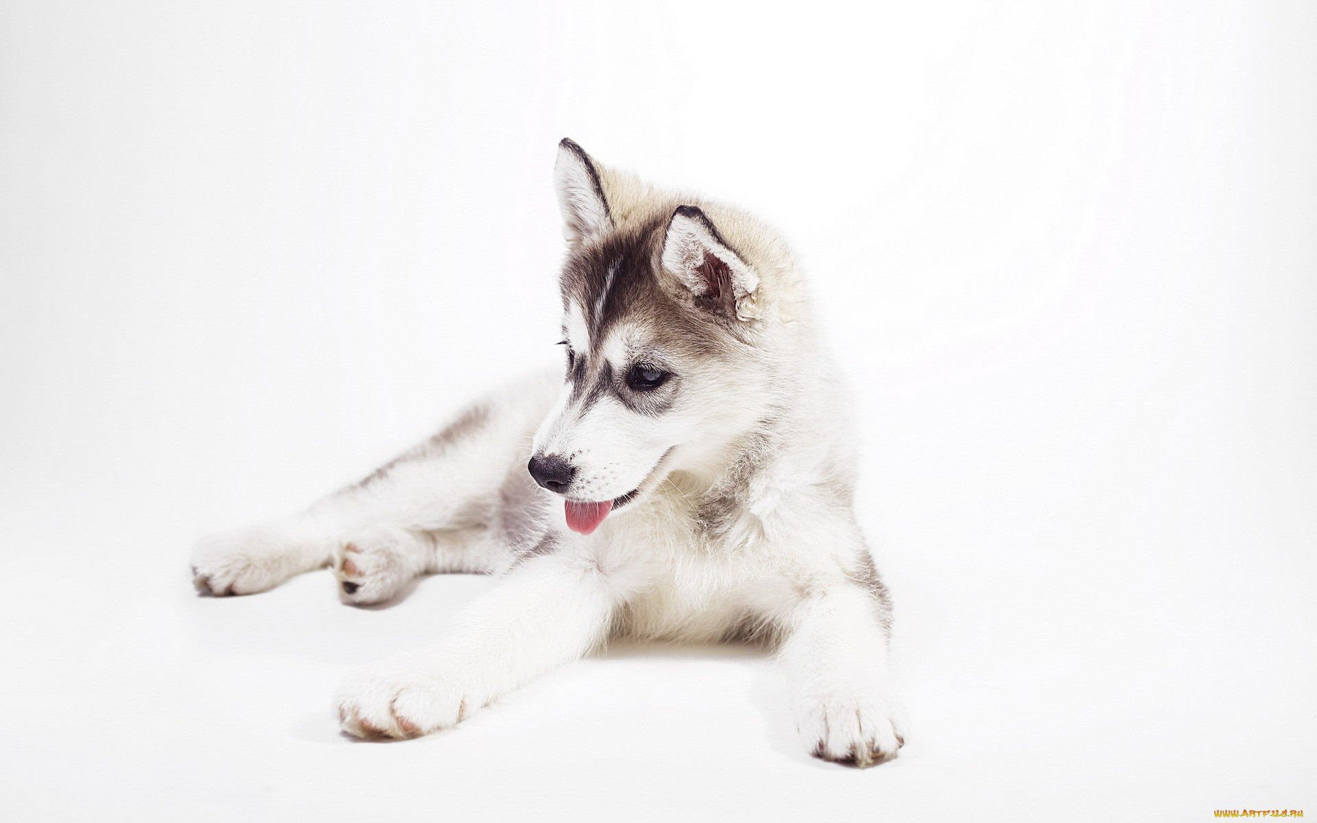 , , husky, puppy, sweet, siberian